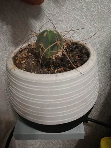 Продам цветок с горшком - Очки в Томск