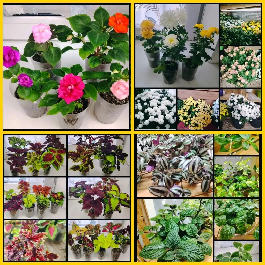 Продажа подрощенных растений в стаканчиках - Растения (Хобби и отдых) в Томск