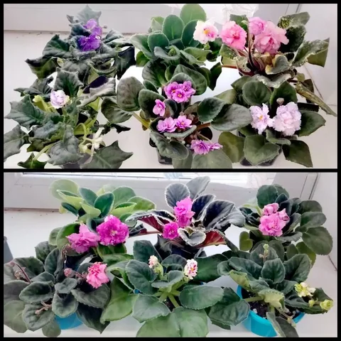 Продам молоденькие фиалочки в горшочках - Цветы и растения в Томск