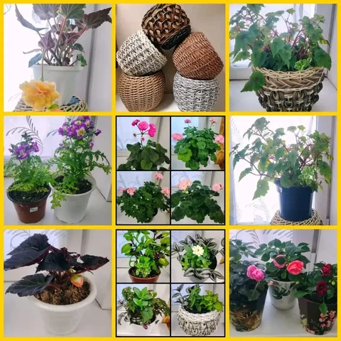 Цветочные композиции на подарок к празднику - Цветы и растения в Томск