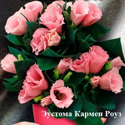 Саженцы Эустомы низкорослой различных сортов - Садоводство (Хобби и отдых) в Томск