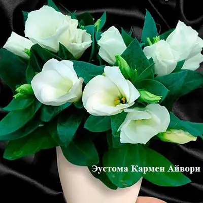 Саженцы Эустомы низкорослой различных сортов - Садоводство (Хобби и отдых) в Томск