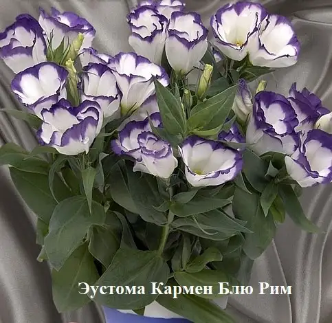 Саженцы Эустомы низкорослой различных сортов - Садоводство (Хобби и отдых) в Томск