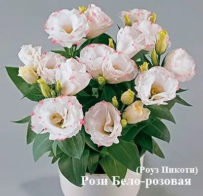 Саженцы Эустомы низкорослой различных сортов - Садоводство (Хобби и отдых) в Томск