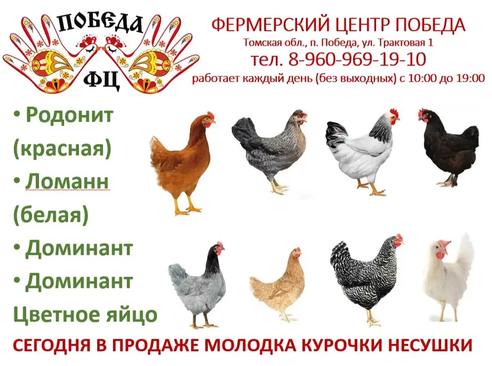 Продажа молодых кур несушек разных пород - Птица (Животные) в Томск