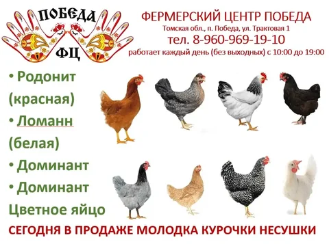 Продажа молодых кур несушек разных пород - Ветеринарные препараты в Томск