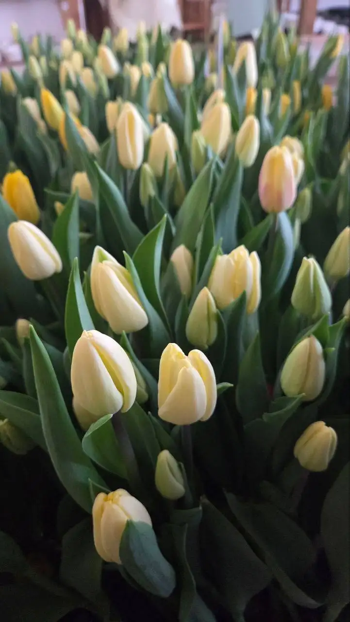 Первые тюльпаны для букетов и декора - Цветы (Барахолка) в Томск