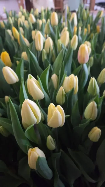 Первые тюльпаны для букетов и декора - Текстиль в Томск