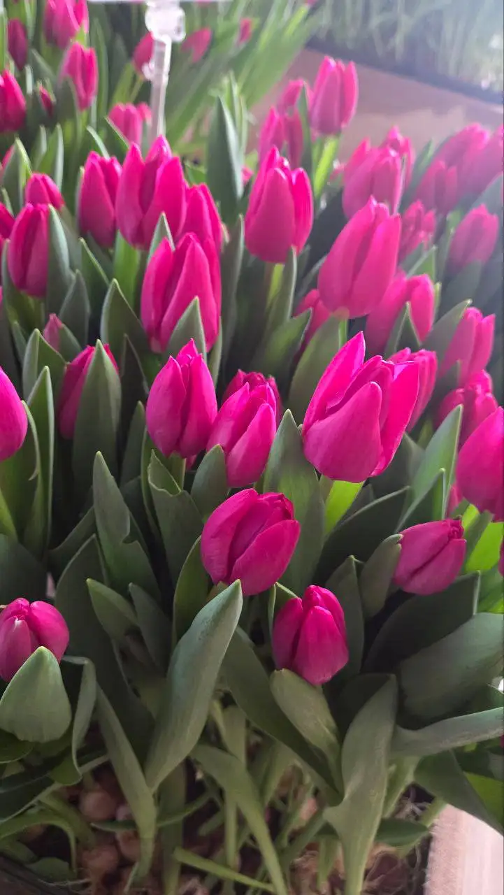 Первые тюльпаны для букетов и декора - Цветы (Барахолка) в Томск