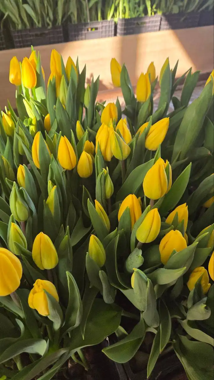 Первые тюльпаны для букетов и декора - Цветы (Барахолка) в Томск
