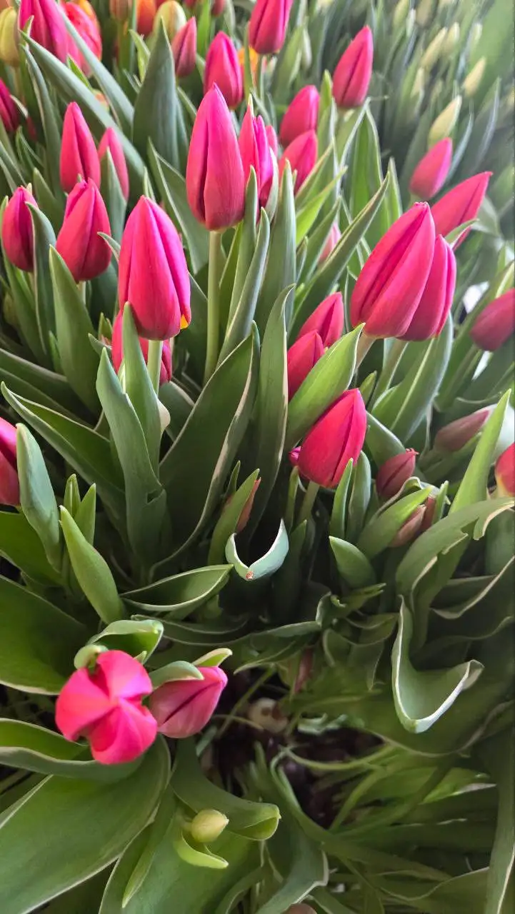 Первые тюльпаны для букетов и декора - Цветы (Барахолка) в Томск