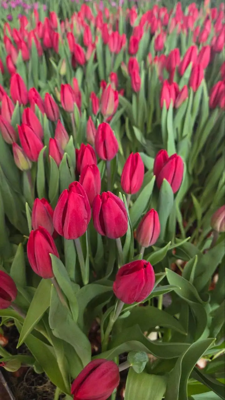 Первые тюльпаны для букетов и декора - Цветы (Барахолка) в Томск