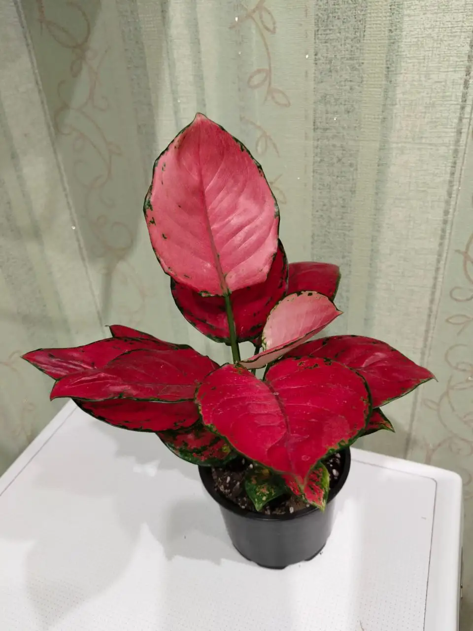 Продажа аглоанемы Ред Руи - Комнатные растения (Хобби и отдых) в Томск