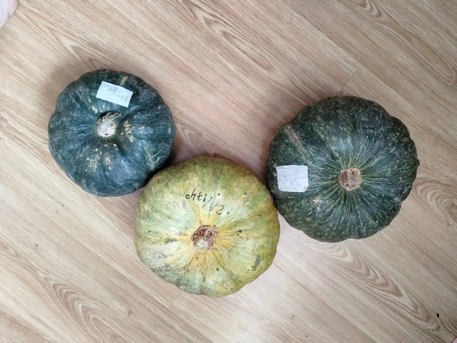 Тыква свежая из с. Мельниково - Продукты питания (Барахолка) в Томск