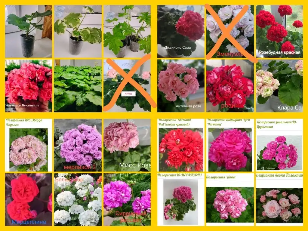 Продажа подросших черенков сортовых пеларгоний - Растения (Хобби и отдых) в Томск