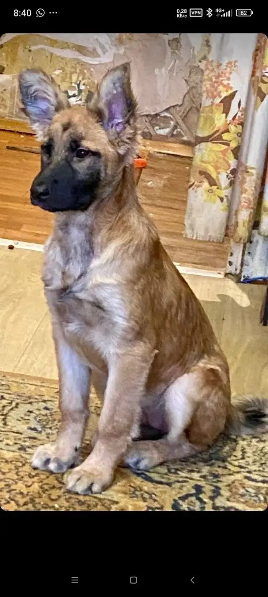 Щенок Гроза ищет дом - Собаки (Животные) в Томск