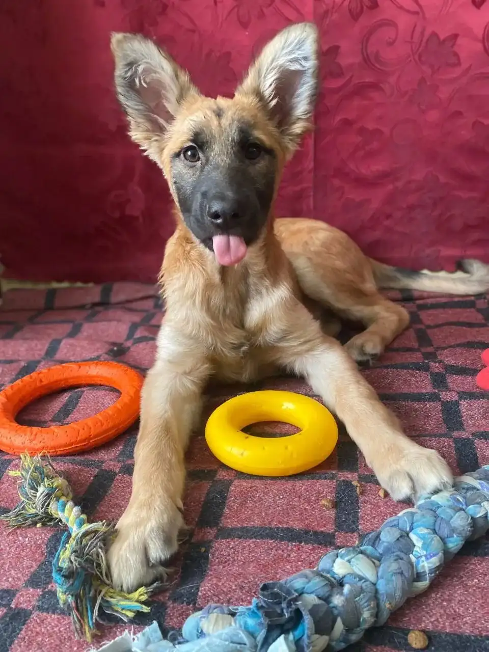 Щенок Гроза ищет дом - Собаки (Животные) в Томск