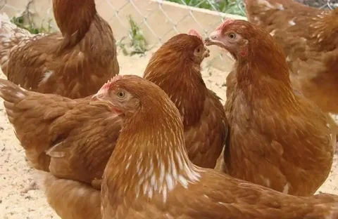 Продажа кур-несушек разных пород - Птицы в Томск