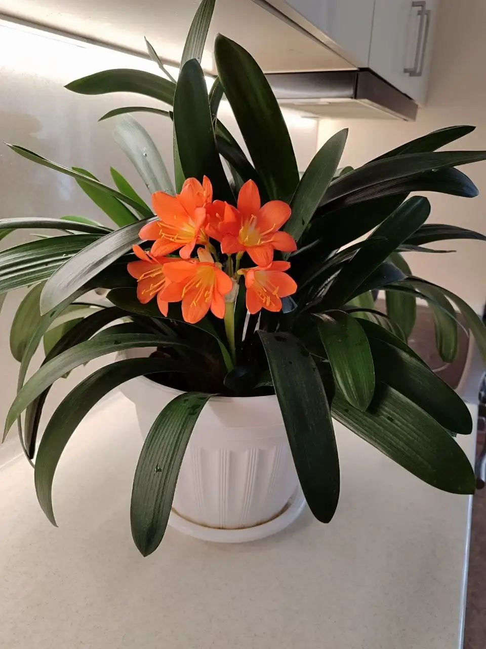 Продам отростки Кливии - Растения (Хобби и отдых) в Томск