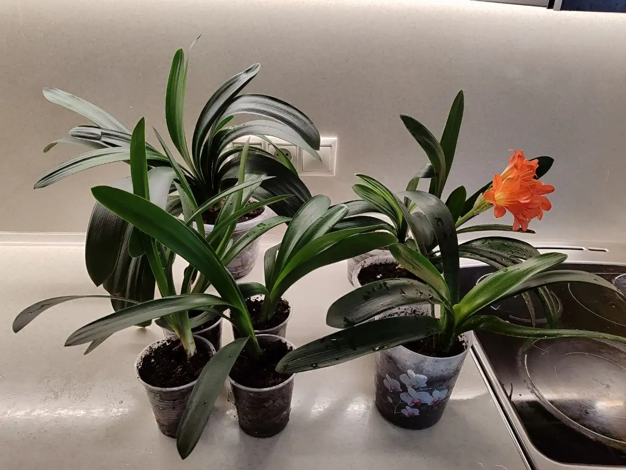 Продам отростки Кливии - Растения (Хобби и отдых) в Томск