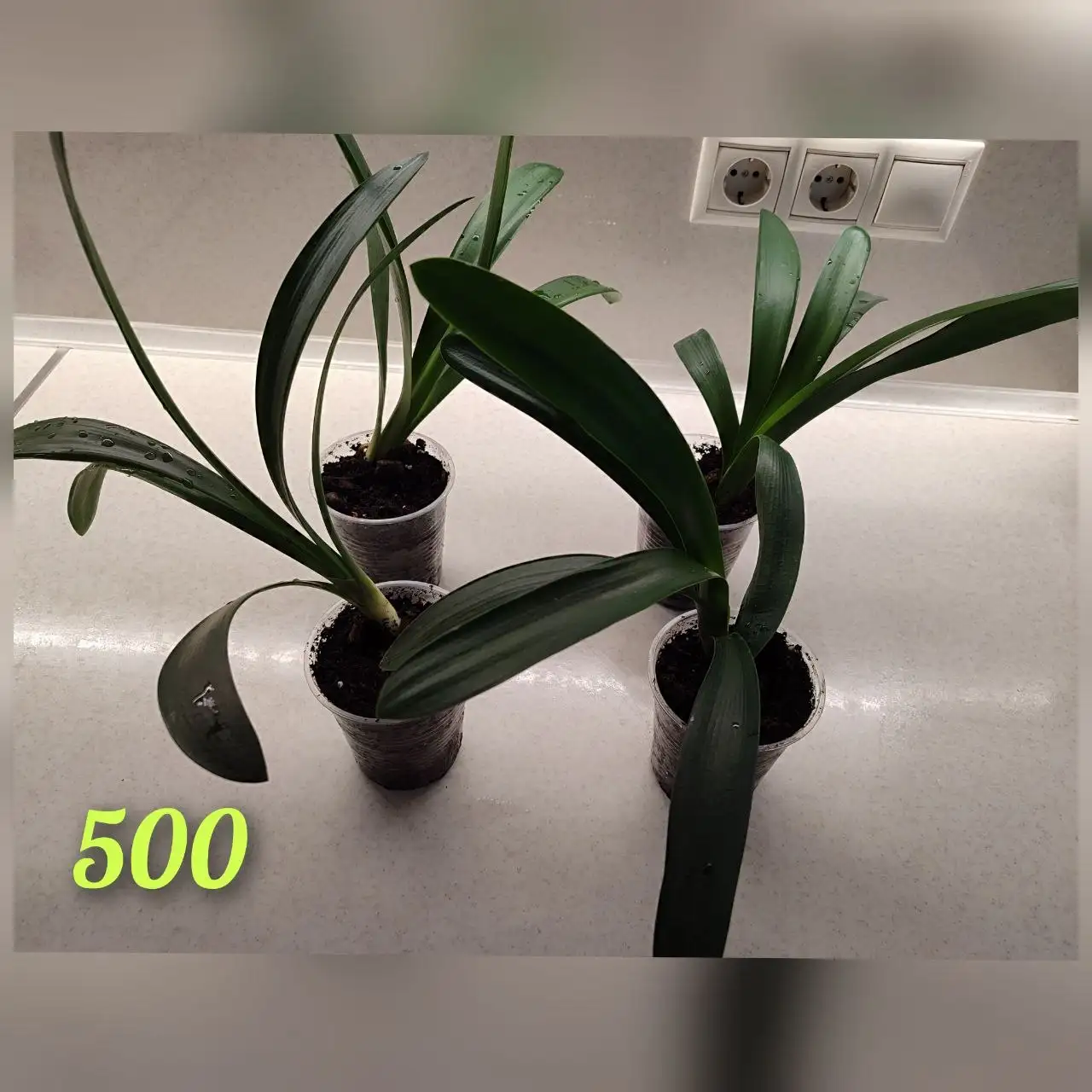 Продам отростки Кливии - Растения (Хобби и отдых) в Томск