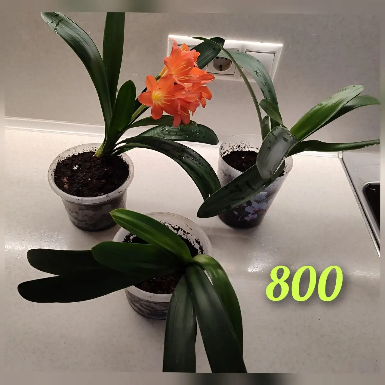 Продам отростки Кливии - Растения (Хобби и отдых) в Томск