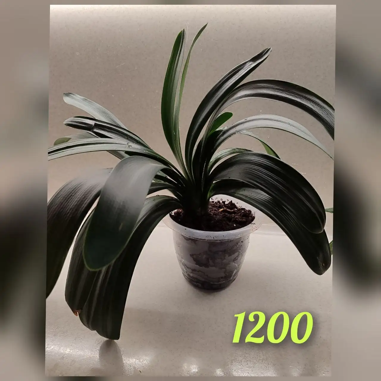 Продам отростки Кливии - Растения (Хобби и отдых) в Томск