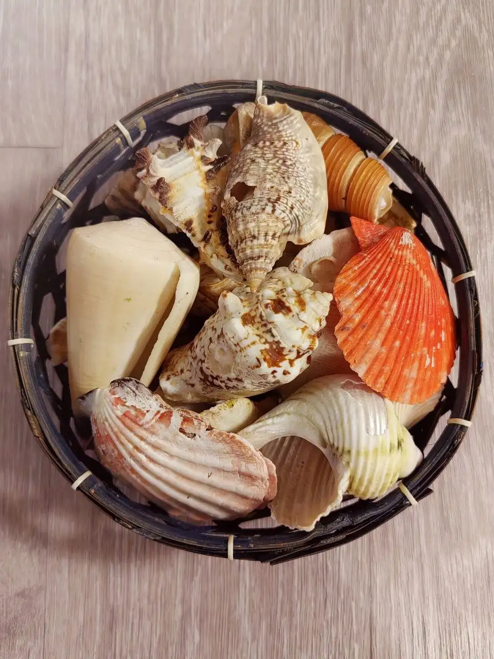 Ракушки с морского побережья Таиланда - Ракушки/Морские сувениры (Барахолка) в Томск