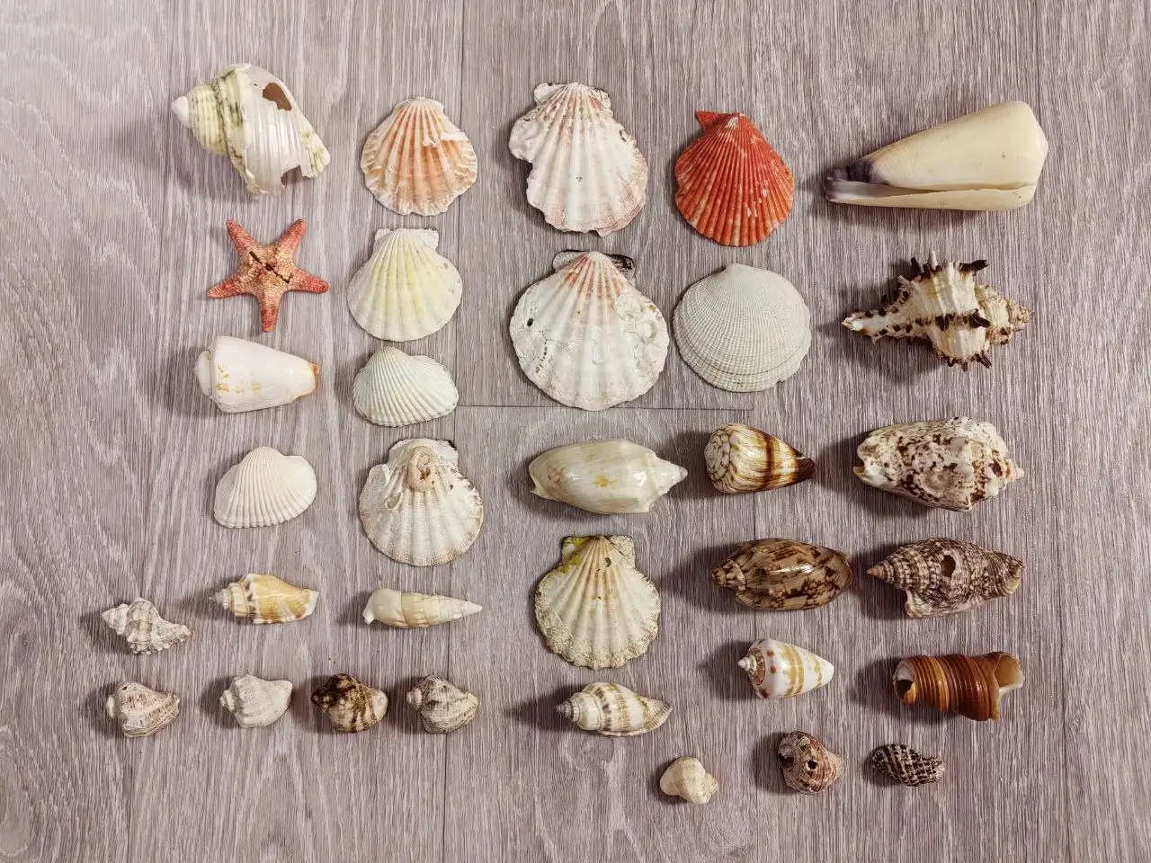 Ракушки с морского побережья Таиланда - Ракушки/Морские сувениры (Барахолка) в Томск