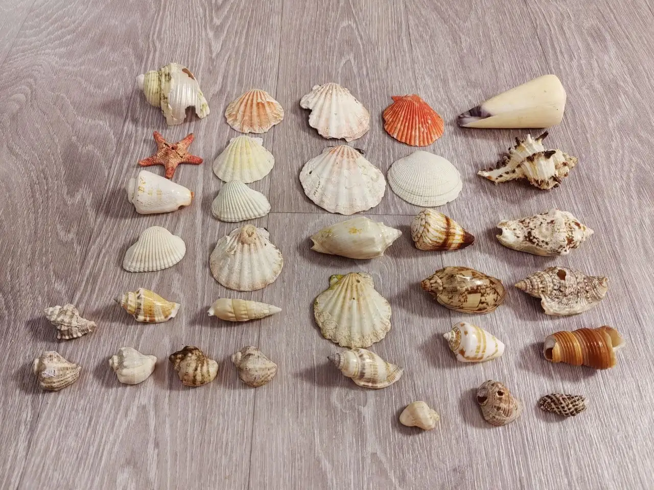 Ракушки с морского побережья Таиланда - Ракушки/Морские сувениры (Барахолка) в Томск