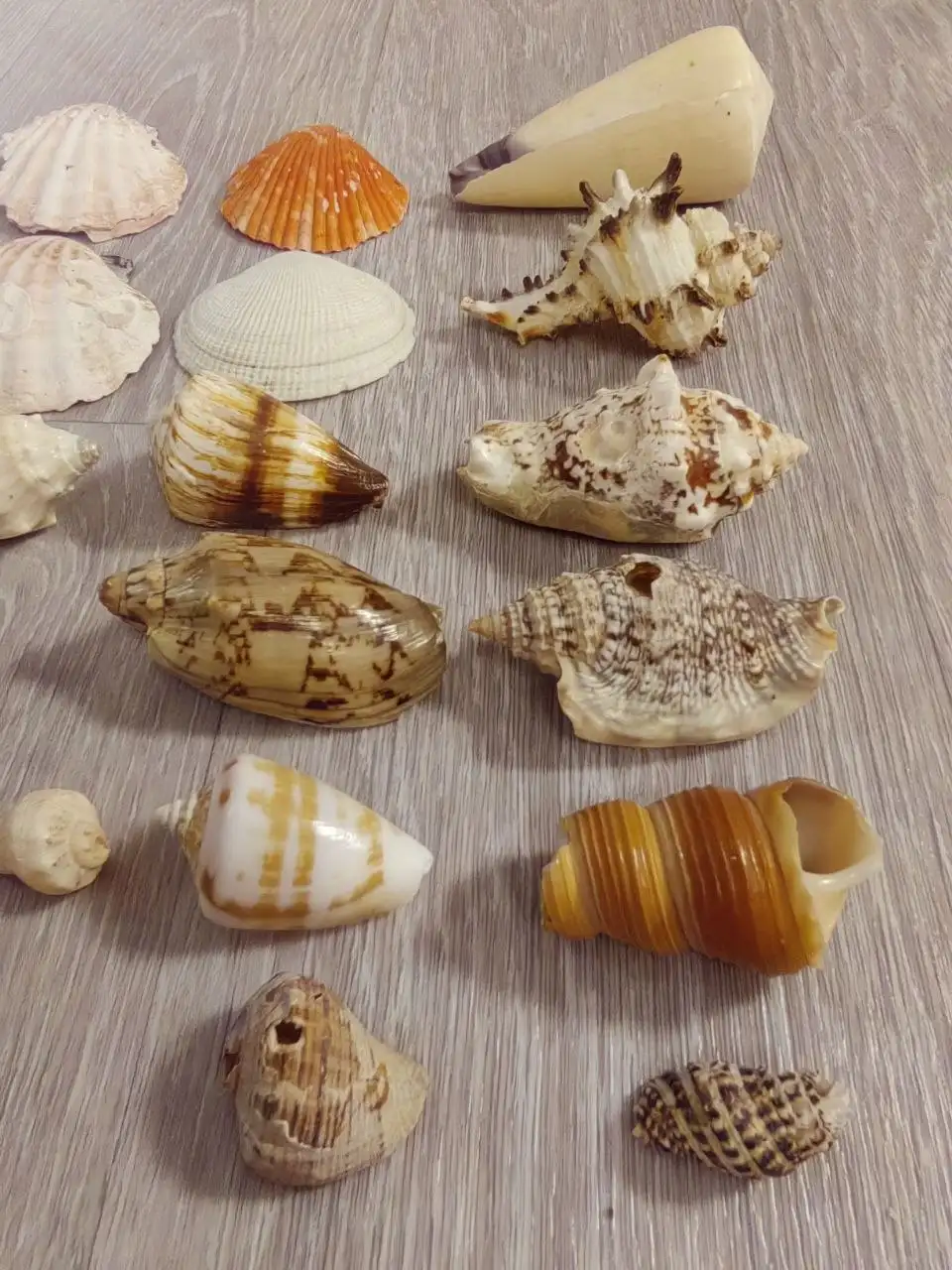 Ракушки с морского побережья Таиланда - Ракушки/Морские сувениры (Барахолка) в Томск
