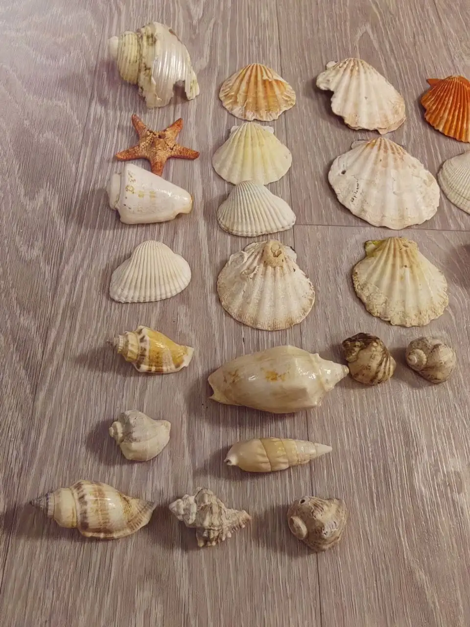 Ракушки с морского побережья Таиланда - Ракушки/Морские сувениры (Барахолка) в Томск