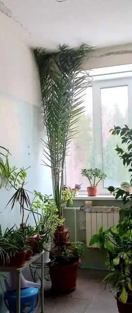 Продам финиковую пальму высотой 3 метра - Ручная работа/Кулинария в Томск