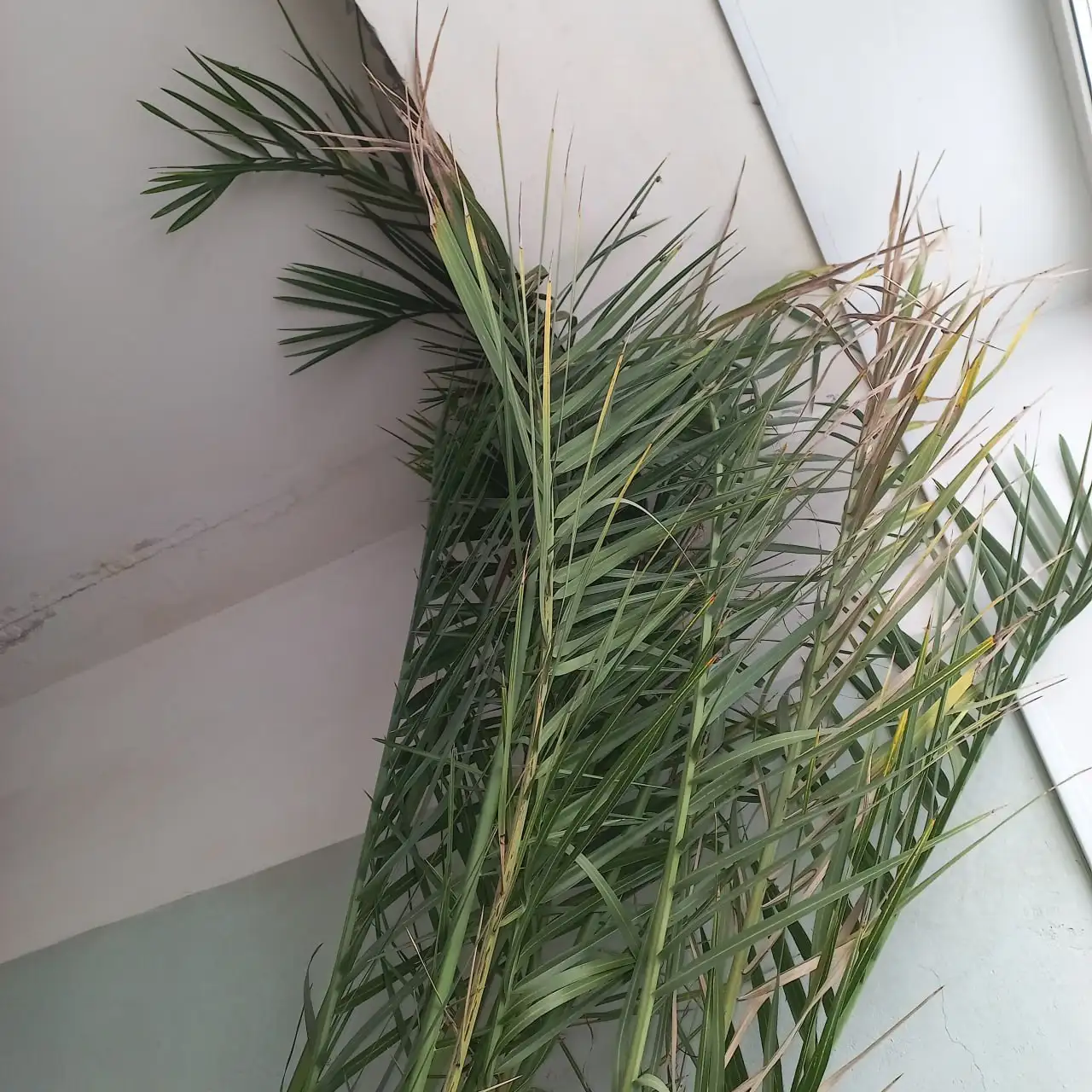 Продам финиковую пальму высотой 3 метра - Растения (Хобби и отдых) в Томск