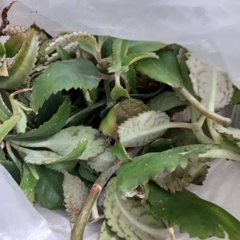 Продажа растений Каланхое с корнями - Виниловые пластинки в Томск