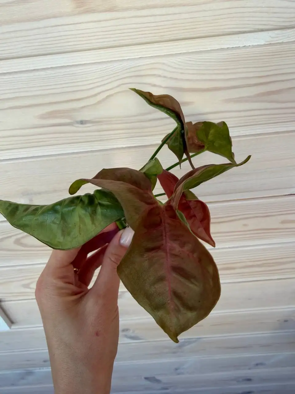 Сингониум розовый с корешками - Растения (Хобби и отдых) в Томск