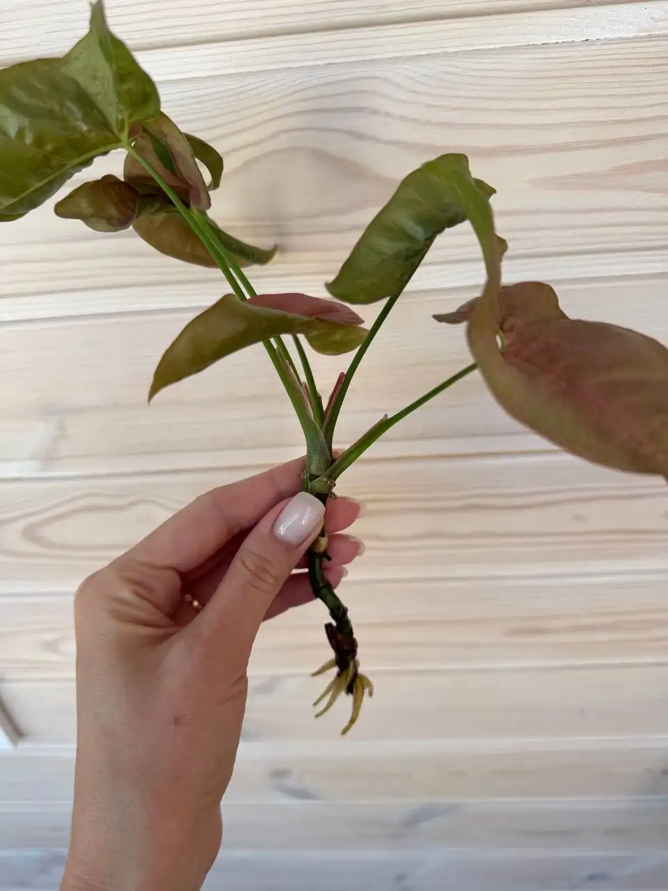 Сингониум розовый с корешками - Растения (Хобби и отдых) в Томск