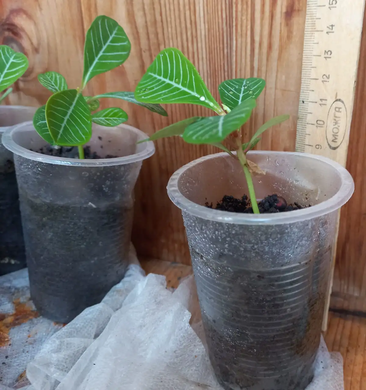 Продам растение Молочай - Барахолка в Томск