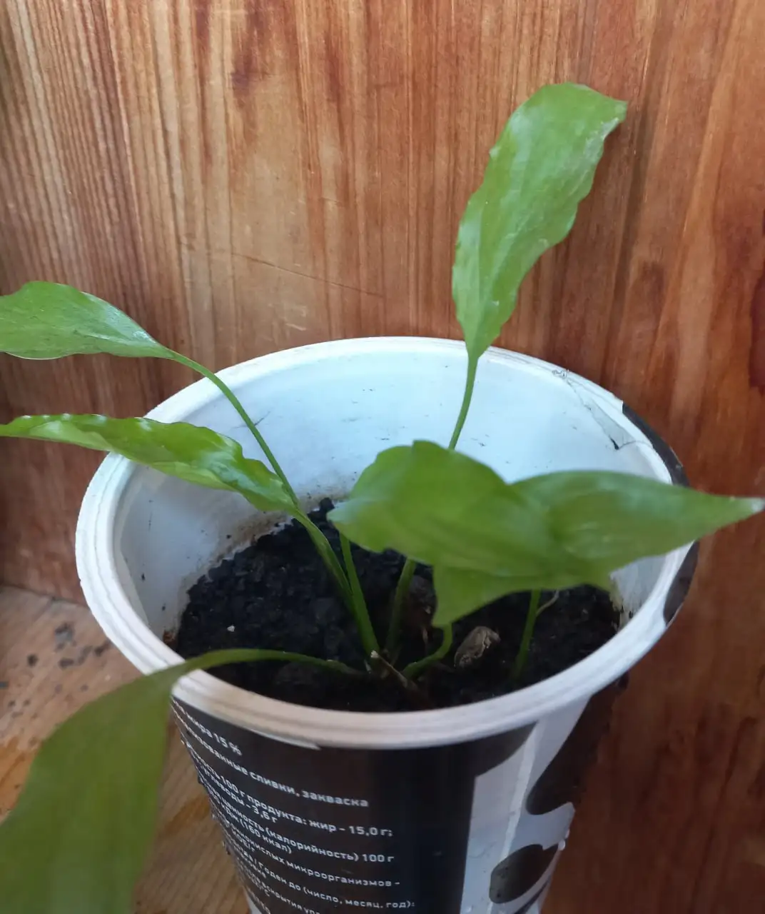 Спатифиллум - Растения (Барахолка) в Томск