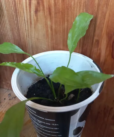 Спатифиллум - null в Томск