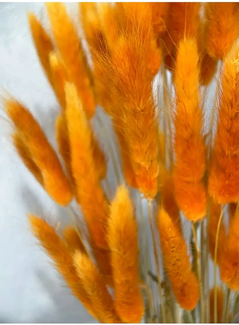 Сухоцветы Лагурус - Цветы (Хобби и отдых) в Томск