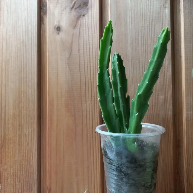 Продам укорененные черенки стапелии - Суккуленты в Томск