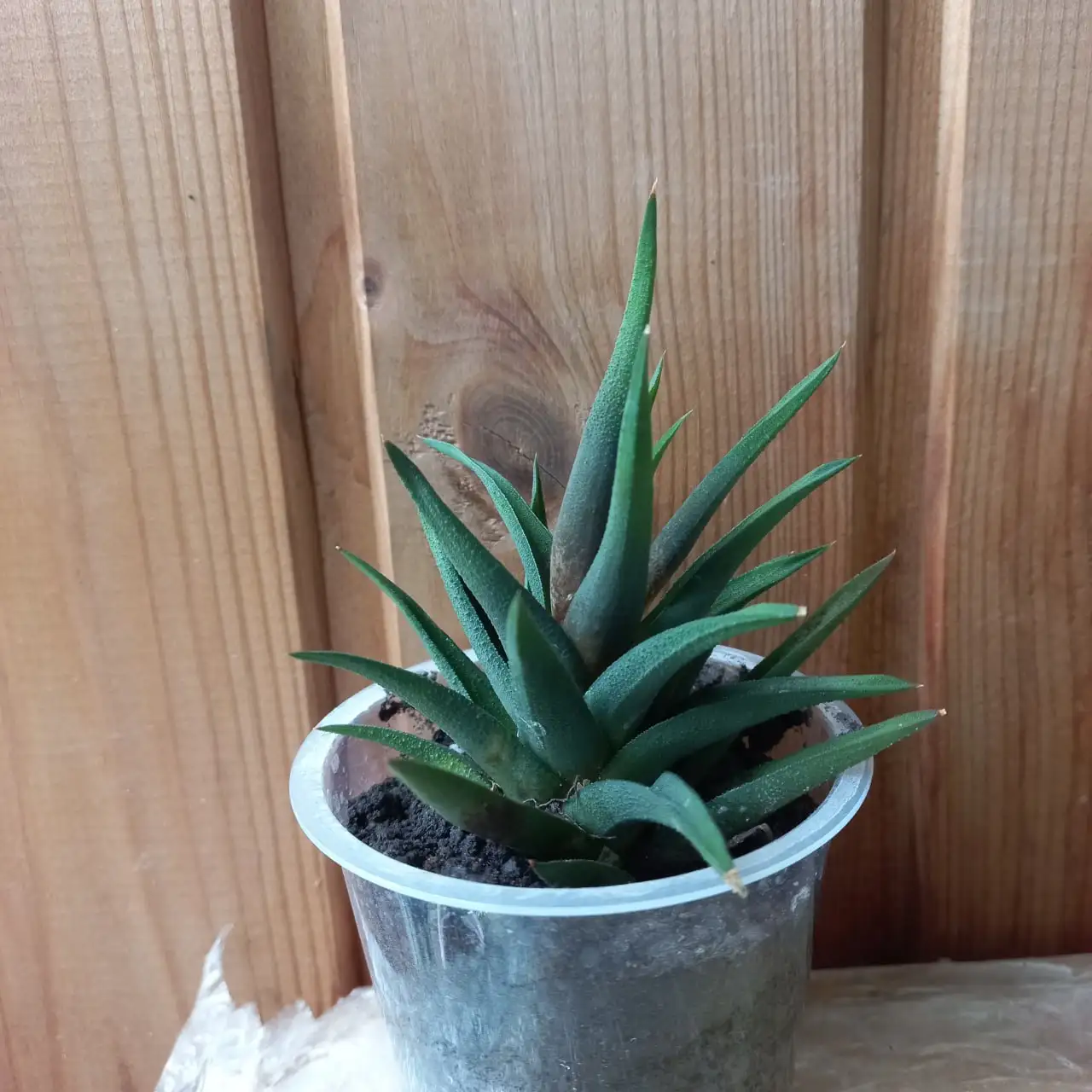 Хавортия, суккулент - Комнатные растения (Барахолка) в Томск