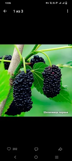 Продам саженцы Шелковицы плакучей - Кухонные принадлежности в Томск