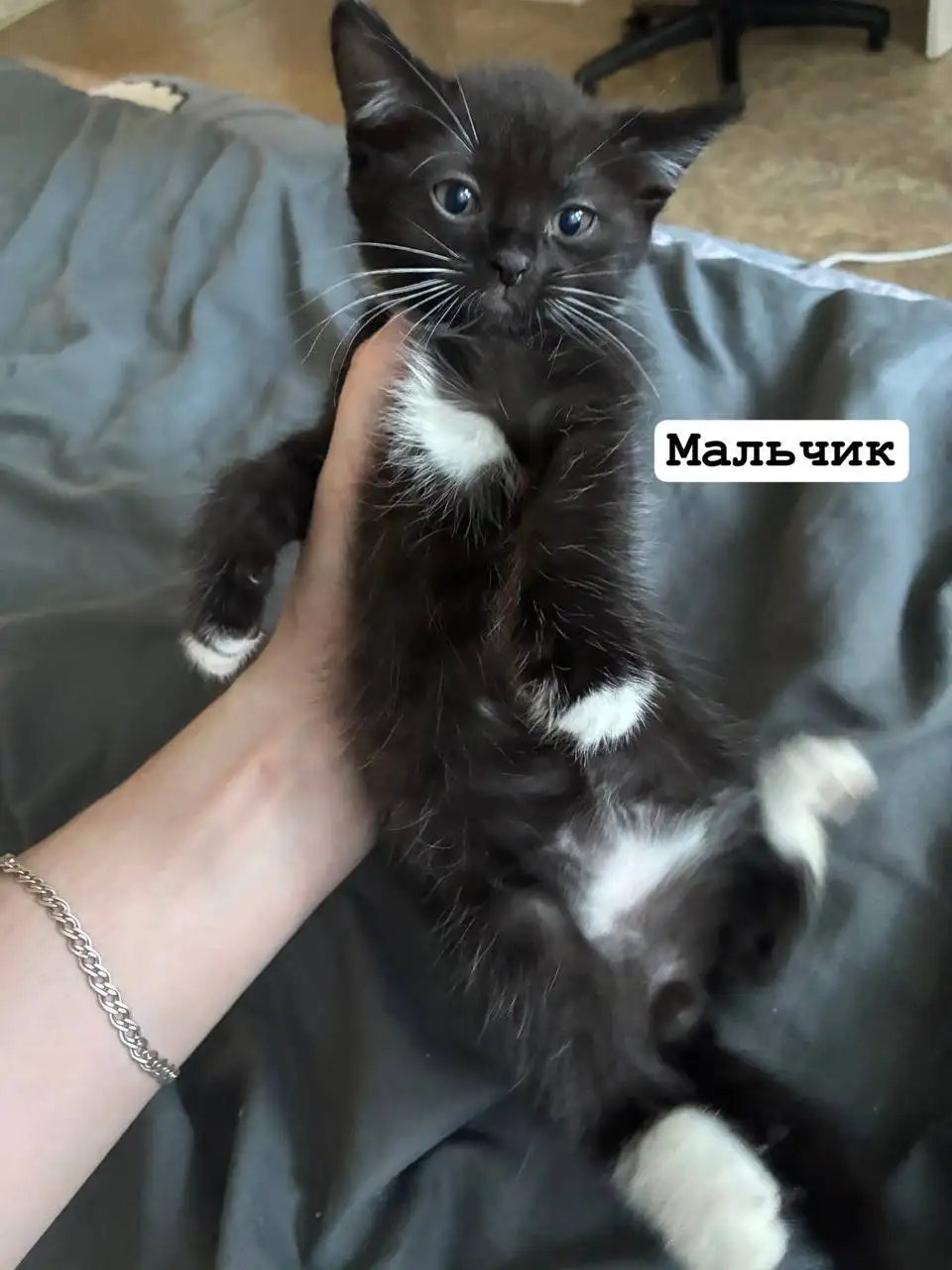 Отдам котят в добрые руки - Животные в Томск
