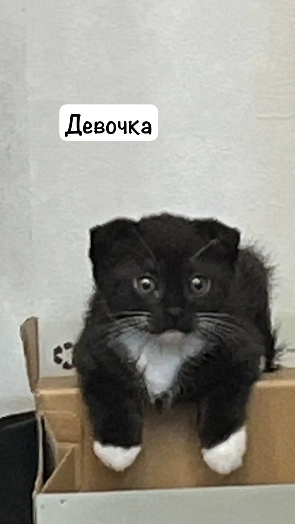 Отдам котят в добрые руки - Животные в Томск