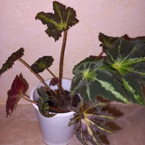 Бегония Begonia Hederifolia Nigricans var2 - Растения в Томск