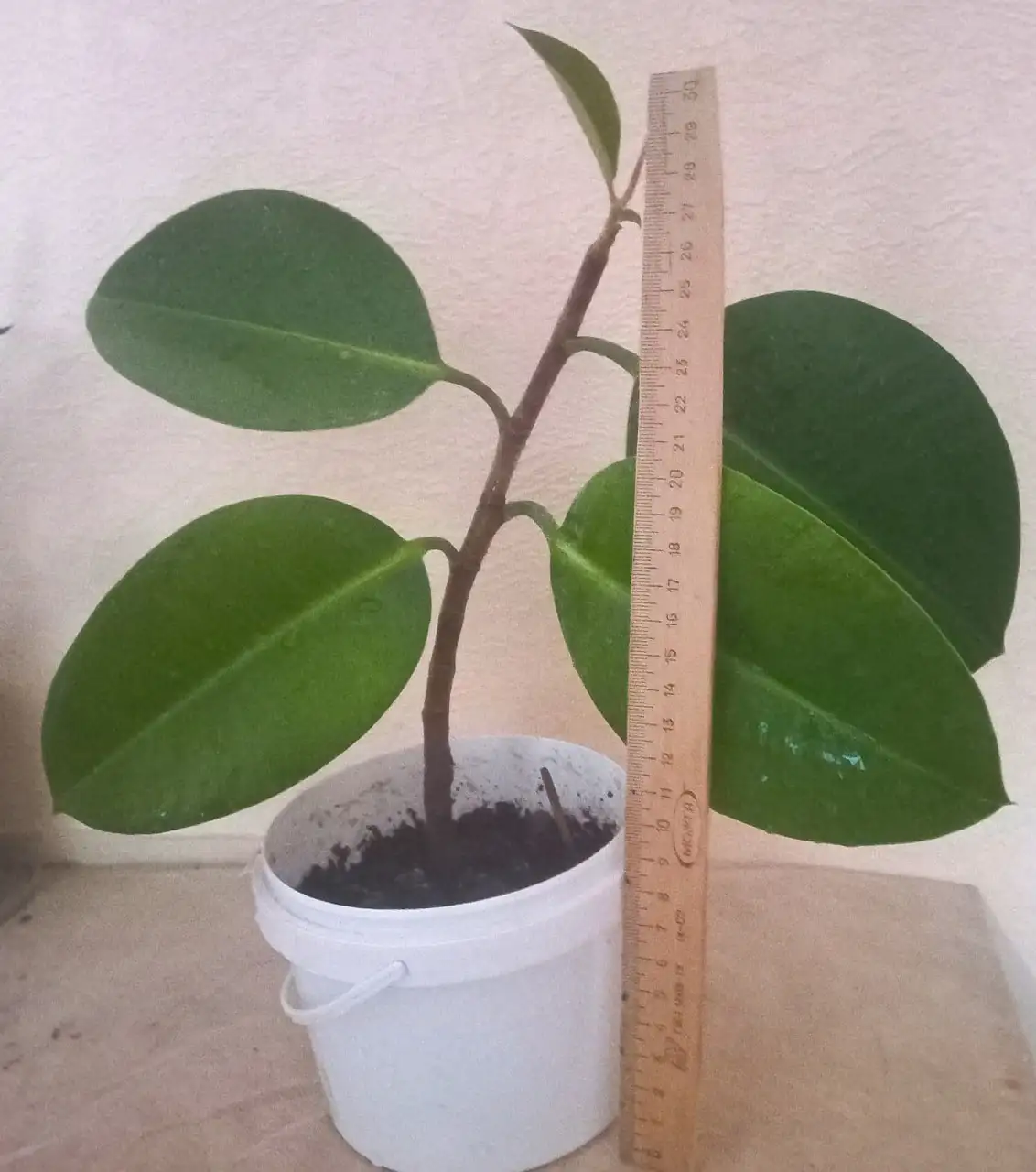 Фикус каучуконосный 40 см - Растения (Для дома и дачи) в Томск