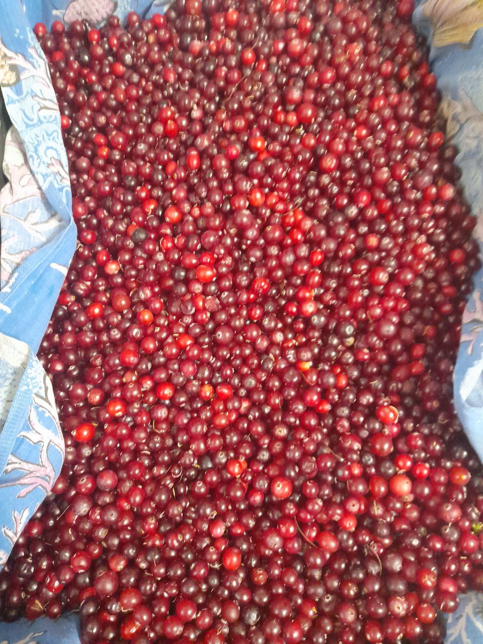 Свежая клюква из леса - Хобби и отдых в Чебоксары