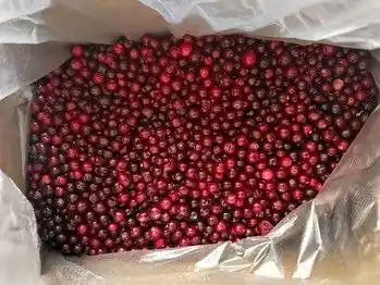 Продажа свежей клюквы - Хобби и отдых в Чебоксары